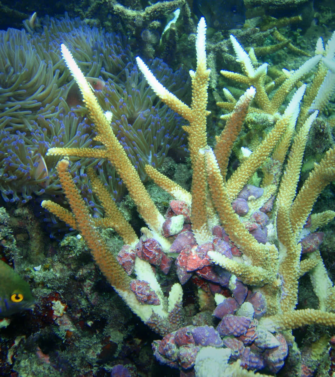 A dense feeding aggregation of clownfish (anemonefish) on a Koh Tao reef